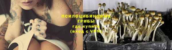 прущие грибы Вязьма